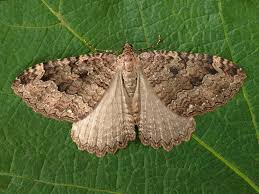 Attēlu rezultāti vaicājumam “Triphosa dubitata”