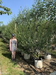 Attēlu rezultāti vaicājumam “Salix daphnoides”