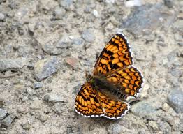 Attēlu rezultāti vaicājumam “Melitaea phoebe upperside”