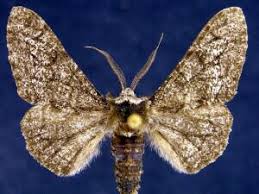 Attēlu rezultāti vaicājumam “Biston betularia”