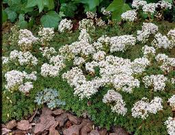 Attēlu rezultāti vaicājumam “Sedum album leaf”