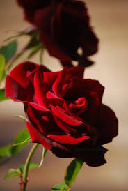 Image result for Red Rose Cc