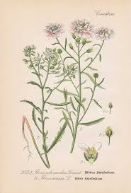 Image result for Schleifenblume