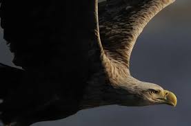Image result for Haliaeetus albicilla
