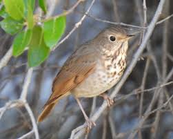 Image result for Catharus guttatus