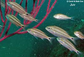 Image result for Haemulon aurolineatum