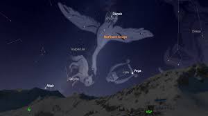 Image result for Cygnus cygnus