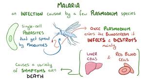 Attēlu rezultāti vaicājumam “Diachea muscorum plasmodium”