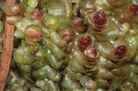 Attēlu rezultāti vaicājumam “Scapania nemorea”