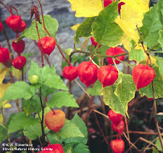 Attēlu rezultāti vaicājumam “Physalis alkekengi flower”