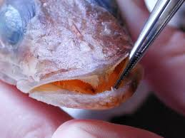 Image result for Platycephalus richardsoni