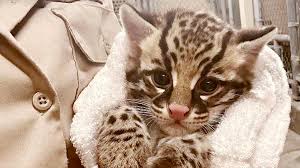 Image result for оцелот