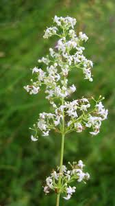 Attēlu rezultāti vaicājumam “Galium album”