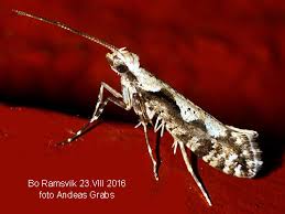 Attēlu rezultāti vaicājumam “Rhynocoris annulatus imago”