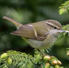 Attēlu rezultāti vaicājumam “Phylloscopus trochiloides adult”