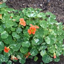 Image result for Tropaeolum minus