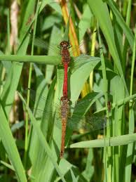 Attēlu rezultāti vaicājumam “Sympetrum sanguineum”