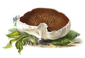 Attēlu rezultāti vaicājumam “Disciotis venosa”