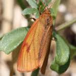 Attēlu rezultāti vaicājumam “Diacrisia sannio female”