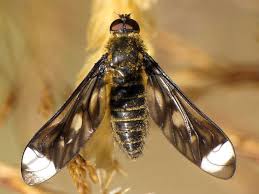 Attēlu rezultāti vaicājumam “Brachycera”