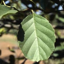 Attēlu rezultāti vaicājumam “Alnus glutinosa”