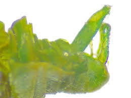 Attēlu rezultāti vaicājumam “Psylla alni”