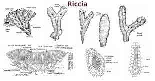 Attēlu rezultāti vaicājumam “Riccia rhenana”