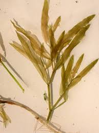 Attēlu rezultāti vaicājumam “Potamogeton gramineus”