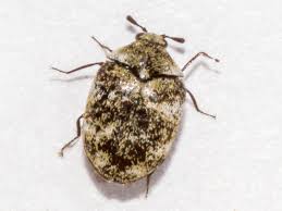 Attēlu rezultāti vaicājumam “Anthrenus verbasci”