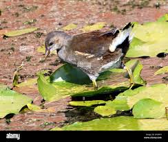 Attēlu rezultāti vaicājumam “Gallinula chloropus juvenile”