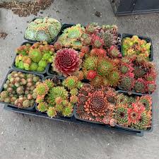 Image result for echtes Hauswurz