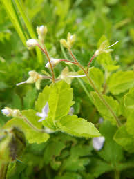 Attēlu rezultāti vaicājumam “Veronica scutellata bud”