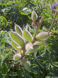 Attēlu rezultāti vaicājumam “Lupinus polyphyllus fruit”