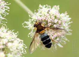 Attēlu rezultāti vaicājumam “Leucozona glaucia”