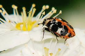 Attēlu rezultāti vaicājumam “Anthrenus scrophulariae”
