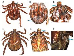 Attēlu rezultāti vaicājumam “Dermacentor reticulatus”
