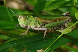 Attēlu rezultāti vaicājumam “Omocestus viridulus”