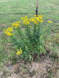 Attēlu rezultāti vaicājumam “Jacobaea vulgaris”