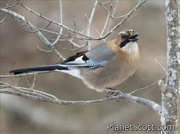 Attēlu rezultāti vaicājumam “Garrulus glandarius”