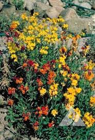 Image result for Cheiranthus cheiri