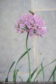 Attēlu rezultāti vaicājumam “Jamesoniella autumnalis”