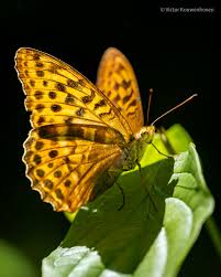 Attēlu rezultāti vaicājumam “Argynnis paphia”