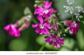 Attēlu rezultāti vaicājumam “Silene dioica leaf”