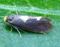 Attēlu rezultāti vaicājumam “Incurvaria oehlmanniella”