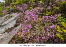 Attēlu rezultāti vaicājumam “Rhododendron canadense”