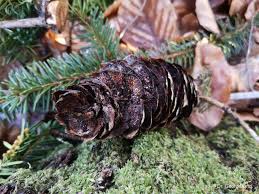 Attēlu rezultāti vaicājumam “Pucciniastrum areolatum”