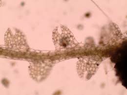 Attēlu rezultāti vaicājumam “Cephalozia bicuspidata”