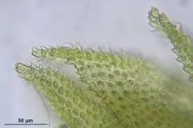 Attēlu rezultāti vaicājumam “Thuidium delicatulum”