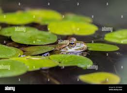 Attēlu rezultāti vaicājumam “Pelophylax juvenile”