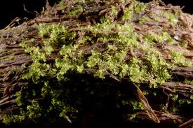 Attēlu rezultāti vaicājumam “Lophozia ascendens”